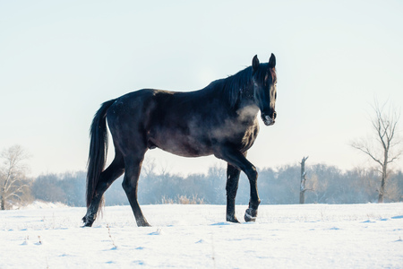 A single horse in a field covered by snow.の写真素材