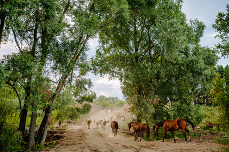 beautiful horses grazing in a forest with hills in the background, on a warm summer day with a blue sky and clouds.の写真素材