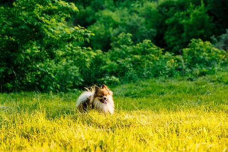cute fluffy Pomeranian dog sitting in a spring park on a sunny dayの写真素材