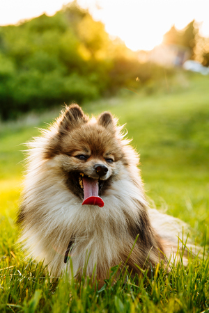 cute fluffy Pomeranian dog sitting in a spring park on a sunny dayの写真素材