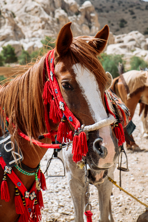 Jordanian beautiful horse rests near oasis. ancient city of Petra, Jordan. Wadi Rumの写真素材