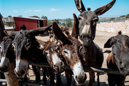 donkeys in the paddock asking for food. Cyprusの写真素材