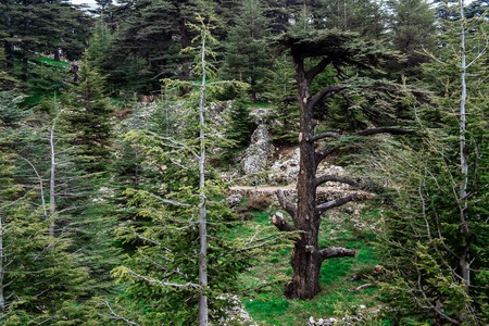 The cedar forest in Lebanon in the fog.