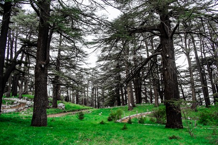 The cedar forest in Lebanon in the fog.の写真素材