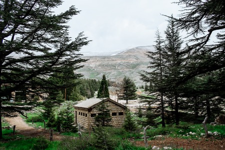 Cedar forest in Bsharri, Lebanon.の写真素材