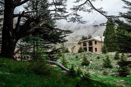 Cedar forest in Bsharri, Lebanon.
