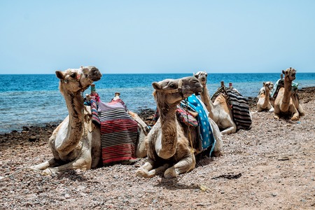 Camel on the beach at a Red sea. Dahab,Sinai, Egypt.の写真素材
