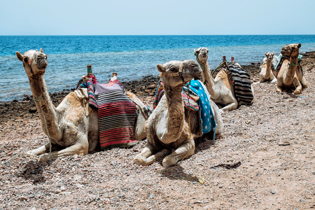 Camel on the beach at a Red sea. Dahab,Sinai, Egypt.の写真素材