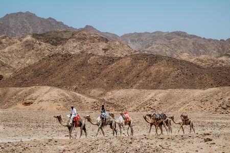 Sharm El Sheikh, EGYPT - May 2018: We take a closer look at the camels in Sahara Desert. Here beduins wait for tourists to take a camel ride so that they can earn money for families.のeditorial素材