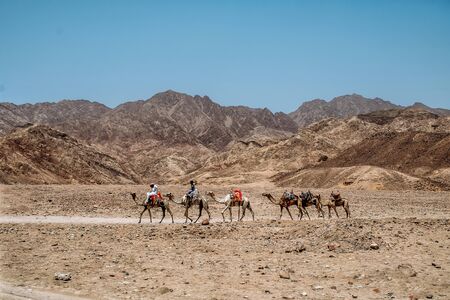 Sharm El Sheikh, EGYPT - May 2018: We take a closer look at the camels in Sahara Desert. Here beduins wait for tourists to take a camel ride so that they can earn money for families.のeditorial素材
