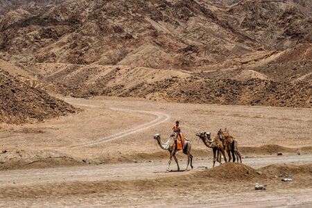 Sharm El Sheikh, EGYPT - May 2018: We take a closer look at the camels in Sahara Desert. Here beduins wait for tourists to take a camel ride so that they can earn money for families.のeditorial素材