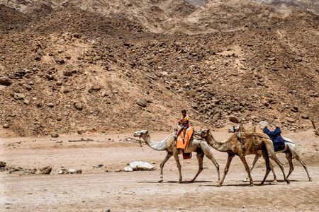 Sharm El Sheikh, EGYPT - May 2018: We take a closer look at the camels in Sahara Desert. Here beduins wait for tourists to take a camel ride so that they can earn money for families.のeditorial素材