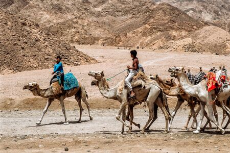Sharm El Sheikh, EGYPT - May 2018: We take a closer look at the camels in Sahara Desert. Here beduins wait for tourists to take a camel ride so that they can earn money for families.のeditorial素材