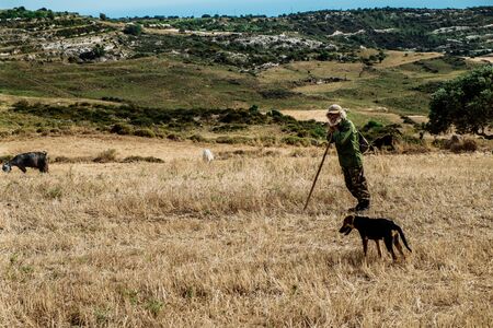 Lefka, Cyprus - April, 2018: Shepherd with his dog, grazing sheep and goats in a field in Lefka villageのeditorial素材