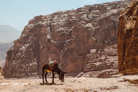 Mule at Petra Mountains in Jordaniaの写真素材