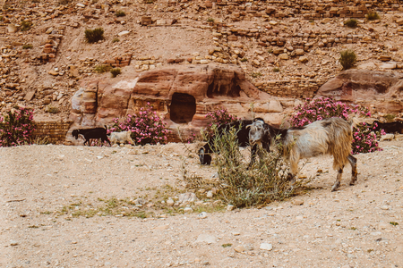 Mountain goat in Petra mountains. Jordan.の写真素材