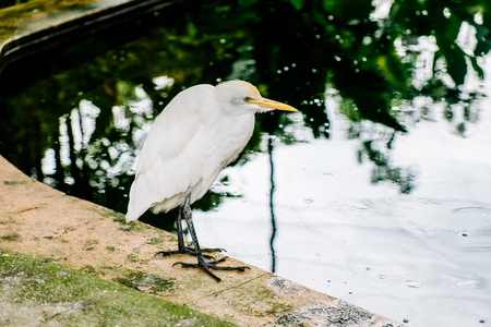 White Heron staring in the face-Kuala Lumpur Bird Parkの写真素材