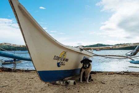 A sweet puppy found on the beach next to secret lagoon in Mindoro, Philippines. Nov 2016のeditorial素材