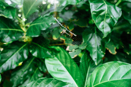 Spider on the web Tropical Background Sun Light Holiday Travel Design Space Palm Trees Branches Landscape Indonesia Seychelles Philippines Travel Island Relax Sea Ocean Rain Cloudの写真素材
