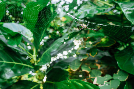Spider on the web Tropical Background Sun Light Holiday Travel Design Space Palm Trees Branches Landscape Indonesia Seychelles Philippines Travel Island Relax Sea Ocean Rain Cloudの写真素材