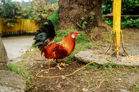 Beautiful cocks sitting under the wall on the street tied to a rope. Manila, Philippinesの写真素材