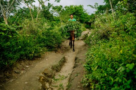 Filipino Woman Taking Care of a Team of Horses Used as A Local Transport Standing in the Mud in the Rural Taal Volcano Area, Philippines. Dec 2018, Philippinesのeditorial素材