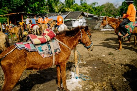 Filipino Woman Taking Care of a Team of Horses Used as A Local Transport Standing in the Mud in the Rural Taal Volcano Area, Philippines. Dec 2018, Philippinesのeditorial素材