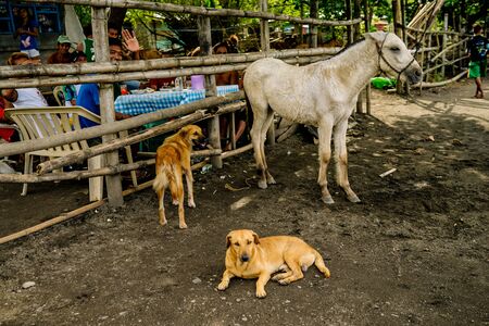 Filipino Woman Taking Care of a Team of Horses Used as A Local Transport Standing in the Mud in the Rural Taal Volcano Area, Philippines. Dec 2018, Philippinesのeditorial素材