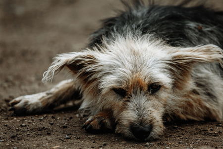 stray, diseased and poorly dog. Homeless dog outsideの写真素材