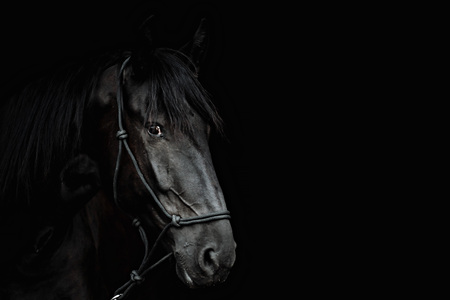Portrait of a beautiful black stallion on a black backgroundの写真素材