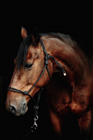 Bay brown sport horse isolated on black backgroundの写真素材