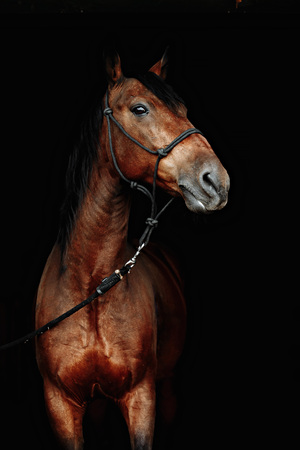 Bay brown sport horse isolated on black backgroundの写真素材