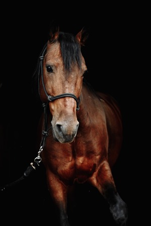 Bay brown sport horse isolated on black backgroundの写真素材
