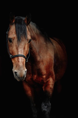 Bay brown sport horse isolated on black backgroundの写真素材
