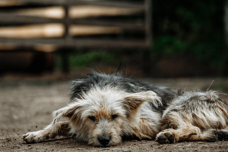 stray, diseased and poorly dog. Homeless dog outsideの写真素材