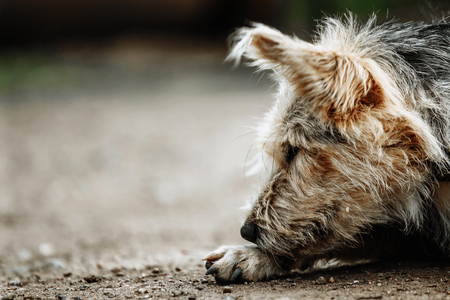 stray, diseased and poorly dog. Homeless dog outsideの写真素材