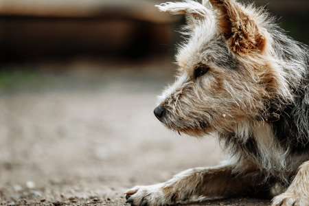 stray, diseased and poorly dog. Homeless dog outsideの写真素材