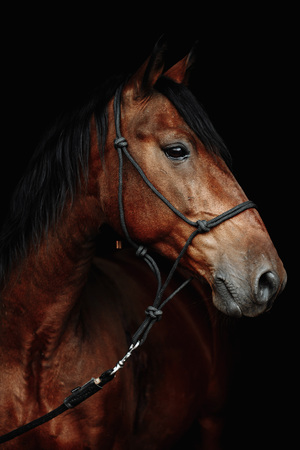 Bay brown sport horse isolated on black backgroundの写真素材