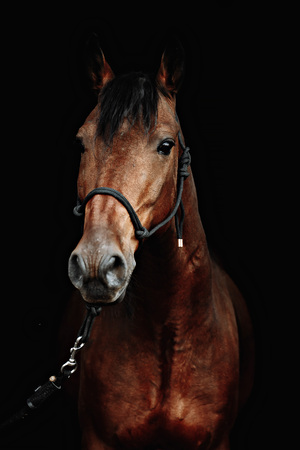Bay brown sport horse isolated on black backgroundの写真素材