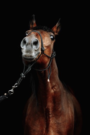 Bay brown sport horse isolated on black backgroundの写真素材