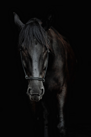 Portrait of a beautiful black stallion on a black backgroundの写真素材