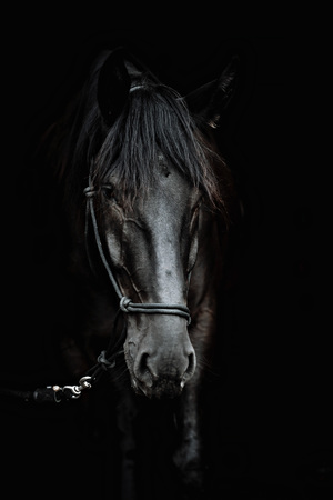 Portrait of a beautiful black stallion on a black backgroundの写真素材