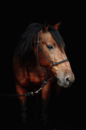 Bay brown sport horse isolated on black backgroundの写真素材