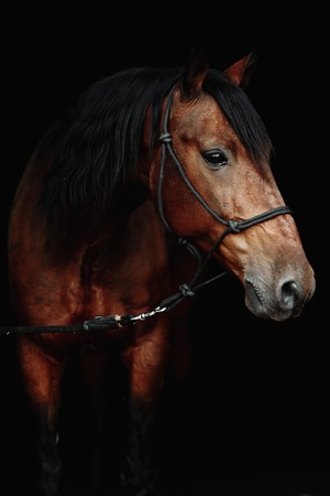 Bay brown sport horse isolated on black backgroundの写真素材