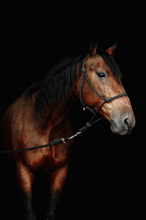 Bay brown sport horse isolated on black backgroundの写真素材