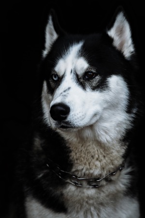 Beautiful siberian husky with different eyes. Pedigree dog. Beautiful husky dog looking at the camera. Black backgroundの写真素材