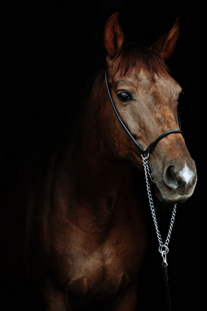 Beautiful red horse portrait on black backgroundの写真素材