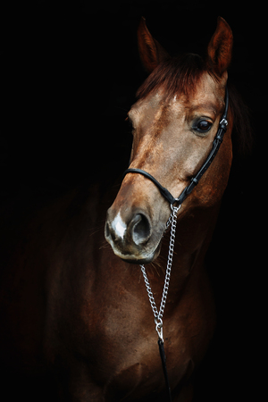 Beautiful red horse portrait on black backgroundの写真素材