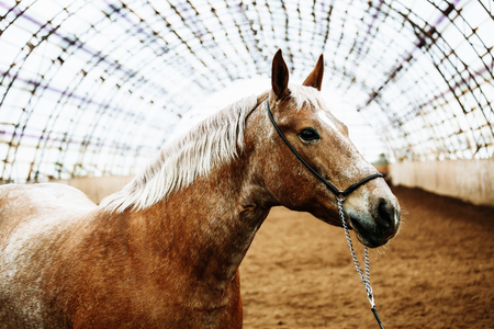 The red sport horse standing inside the arenaの写真素材
