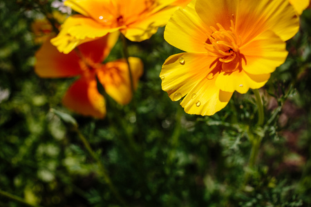 Beautiful flower garden with a blurred background. Summer timeの写真素材